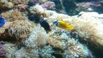 Cretaquarium (akwarium morskie) - wyspa Kreta zdjęcie 25