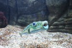 Cretaquarium (akwarium morskie) - wyspa Kreta zdjęcie 13