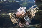 Cretaquarium (akwarium morskie) - wyspa Kreta zdjęcie 15