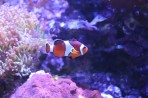 Cretaquarium (akwarium morskie) - wyspa Kreta zdjęcie 16