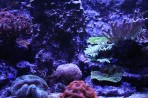 Cretaquarium (akwarium morskie) - wyspa Kreta zdjęcie 17