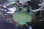 Cretaquarium (akwarium morskie) - wyspa Kreta zdjęcie 18