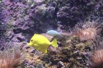 Cretaquarium (akwarium morskie) - wyspa Kreta zdjęcie 19