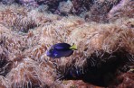 Cretaquarium (akwarium morskie) - wyspa Kreta zdjęcie 20