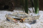 Cretaquarium (akwarium morskie) - wyspa Kreta zdjęcie 3