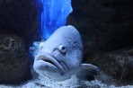 Cretaquarium (akwarium morskie) - wyspa Kreta zdjęcie 4