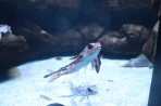 Cretaquarium (akwarium morskie) - wyspa Kreta zdjęcie 5