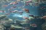 Cretaquarium (akwarium morskie) - wyspa Kreta zdjęcie 7