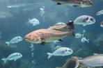 Cretaquarium (akwarium morskie) - wyspa Kreta zdjęcie 10