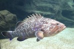 Cretaquarium (akwarium morskie) - wyspa Kreta zdjęcie 11