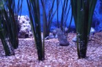 Cretaquarium (akwarium morskie) - wyspa Kreta zdjęcie 12