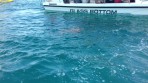 Marathonisi (Wyspa Żółwi) - wyspa Zakynthos zdjęcie 6