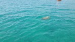 Marathonisi (Wyspa Żółwi) - wyspa Zakynthos zdjęcie 9