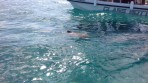 Karetta (Caretta caretta) - wyspa Zakynthos zdjęcie 2