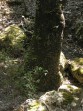 Dolina Motyli (Petaloudes) - wyspa Rodos zdjęcie 6