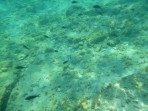 Plaża Kolymbia - wyspa Rodos zdjęcie 31
