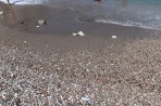 Plaża Kopria - wyspa Rodos zdjęcie 12