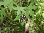 Dolina Motyli (Petaloudes) - wyspa Rodos zdjęcie 13