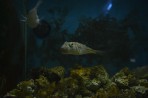 Akwarium Faliraki - wyspa Rodos zdjęcie 20
