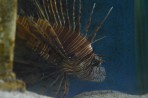 Akwarium Faliraki - wyspa Rodos zdjęcie 23