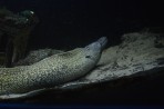 Akwarium Faliraki - wyspa Rodos zdjęcie 31