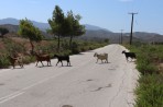 Przyroda na wyspie Rodos zdjęcie 6