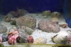 Akwarium Faliraki - wyspa Rodos zdjęcie 9