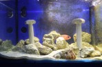 Akwarium Faliraki - wyspa Rodos zdjęcie 15