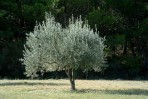 Drzewo oliwne zdjęcie 1