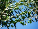 Drzewo oliwne zdjęcie 2