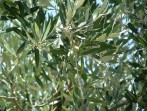 Drzewo oliwne zdjęcie 3
