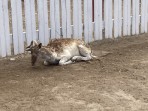 Erikas Horse Farm - wyspa Kos zdjęcie 3