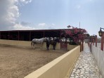 Erikas Horse Farm - wyspa Kos zdjęcie 4