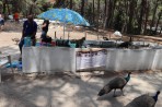 Leśny park zwierząt Plaka - wyspa Kos zdjęcie 23