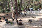Leśny park zwierząt Plaka - wyspa Kos zdjęcie 24