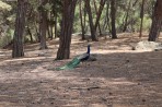 Leśny park zwierząt Plaka - wyspa Kos zdjęcie 3