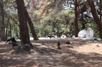 Leśny park zwierząt Plaka - wyspa Kos zdjęcie 4