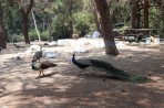 Leśny park zwierząt Plaka - wyspa Kos zdjęcie 6