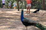 Leśny park zwierząt Plaka - wyspa Kos zdjęcie 8