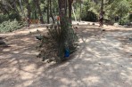 Leśny park zwierząt Plaka - wyspa Kos zdjęcie 9