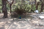 Leśny park zwierząt Plaka - wyspa Kos zdjęcie 10